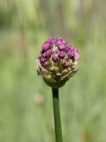 Allium altissimum