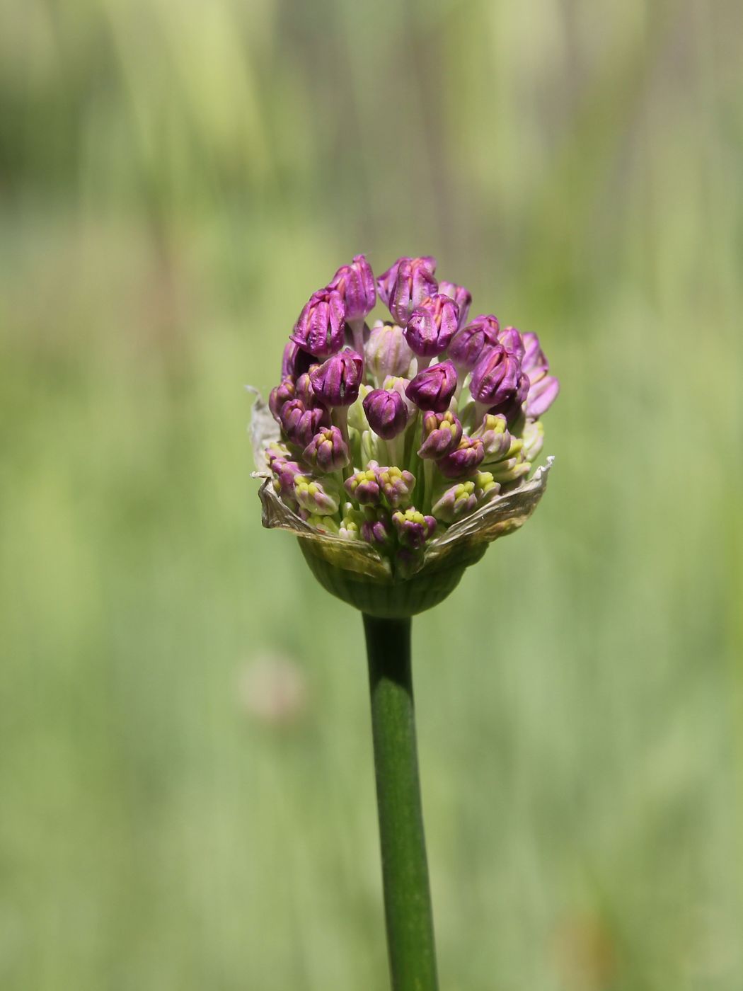 Image of Allium altissimum specimen.
