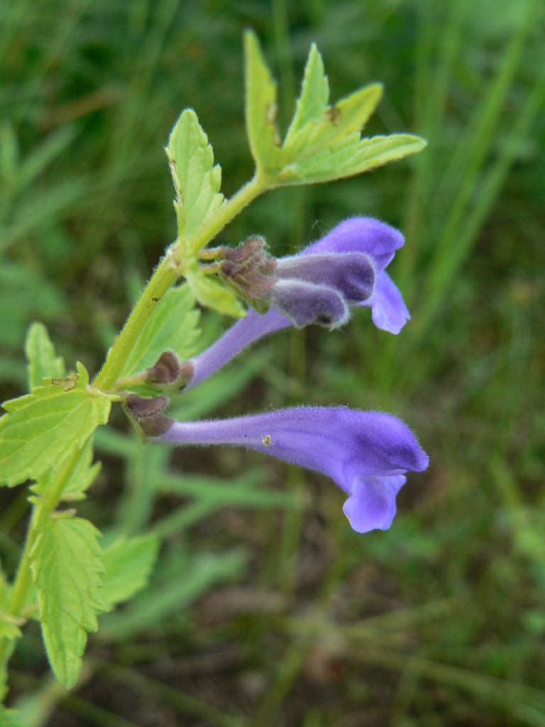 Изображение особи Scutellaria galericulata.