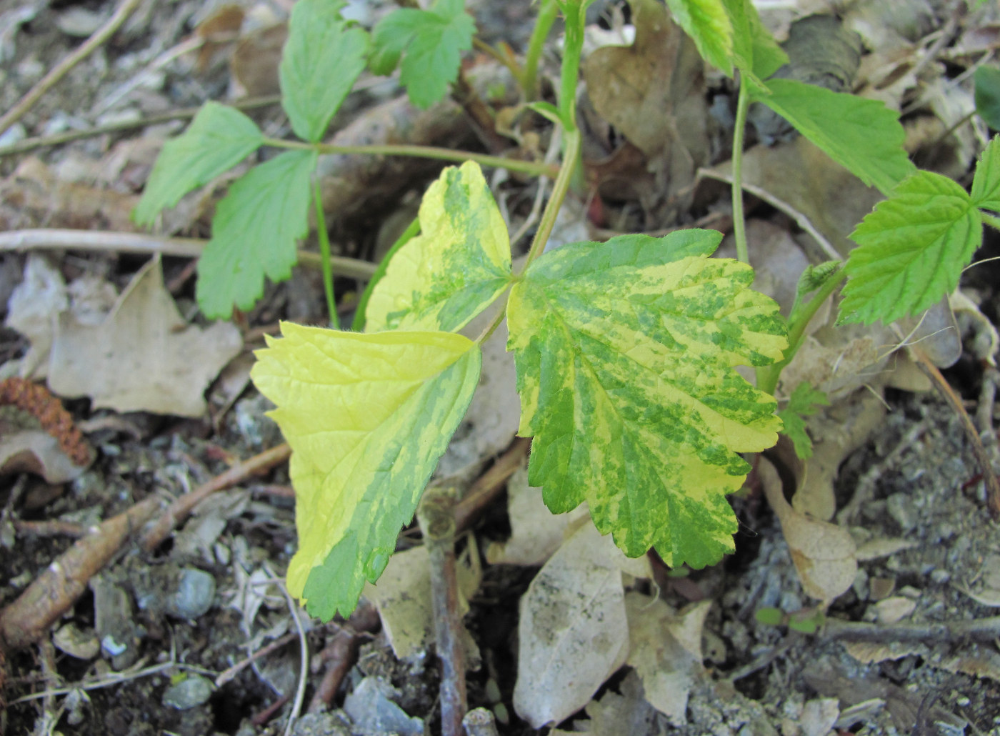 Изображение особи Rubus caesius.