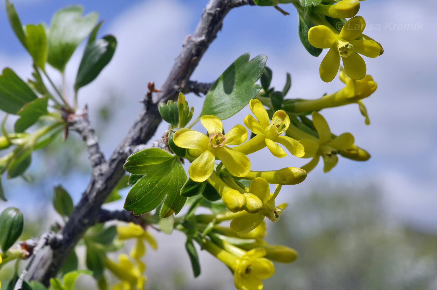 Изображение особи Ribes aureum.