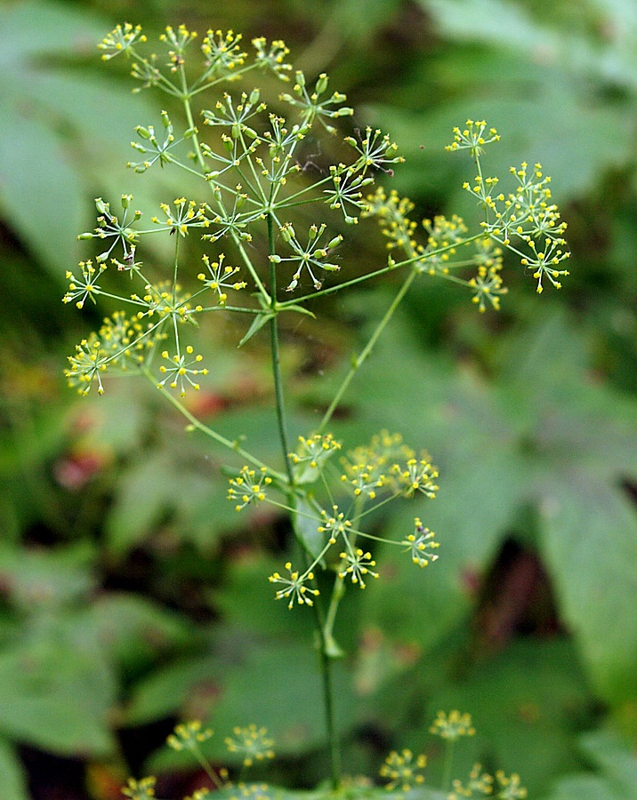 Image of Bupleurum longiradiatum specimen.