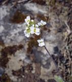 Schivereckia podolica. Соцветие. Пермский край, Лысьвенский р-н, долина р. Чусовая, камень Дужной, на подушке листостебельных мхов у подножия. 05.04.2021.