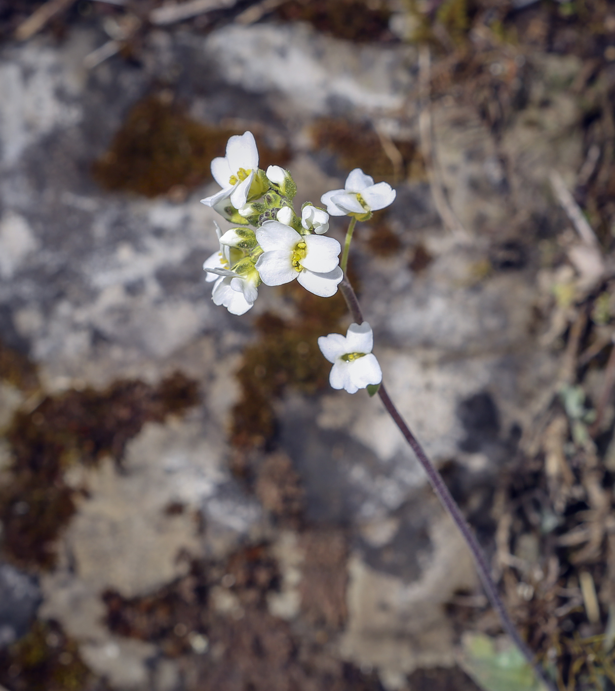 Изображение особи Schivereckia podolica.