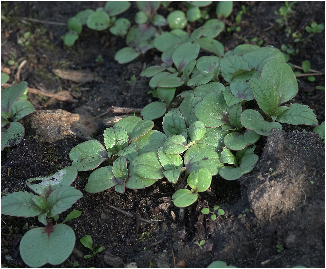 Image of Impatiens glandulifera specimen.