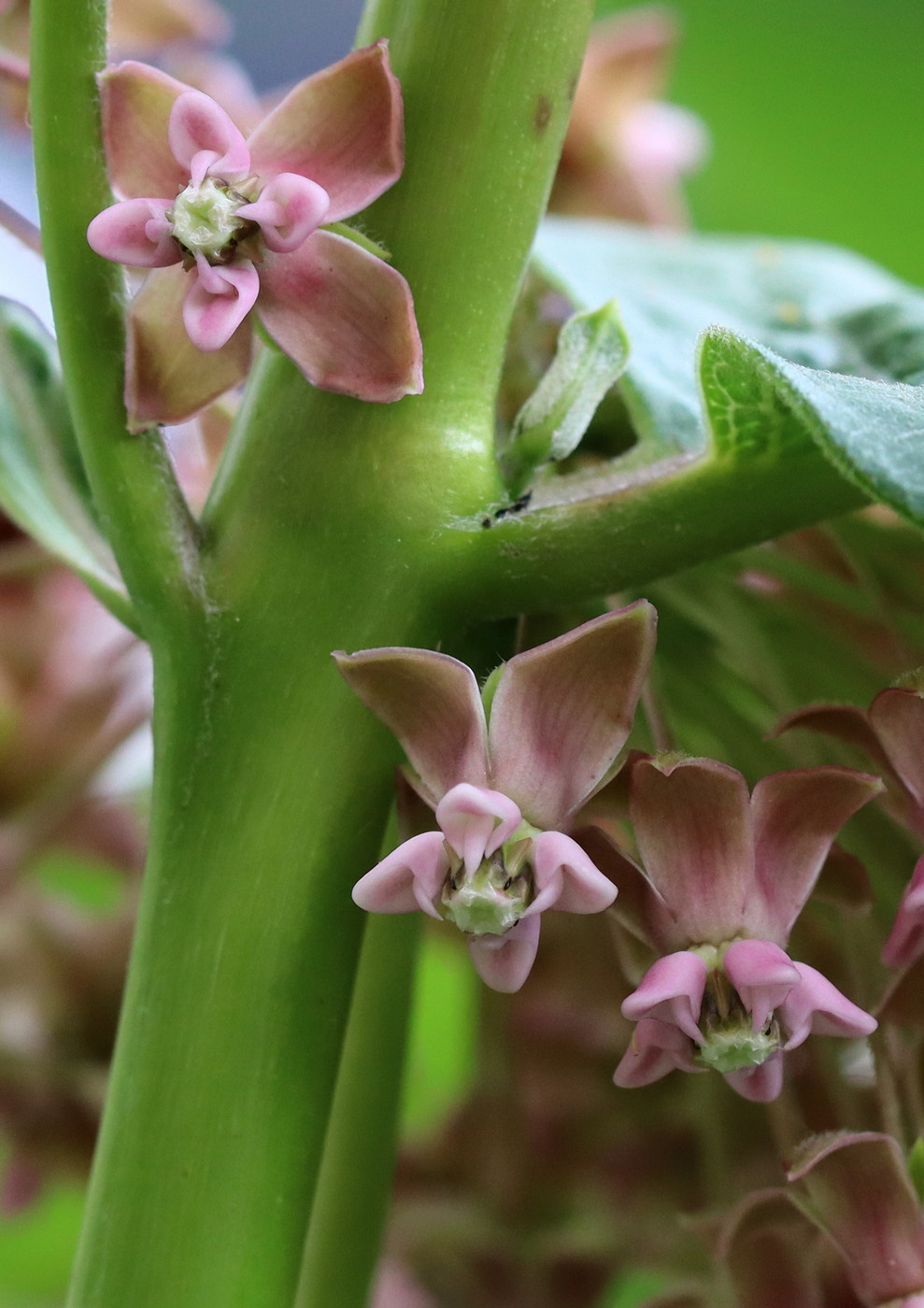 Image of Asclepias syriaca specimen.