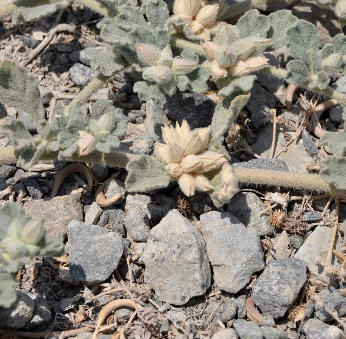 Image of Glinus lotoides specimen.