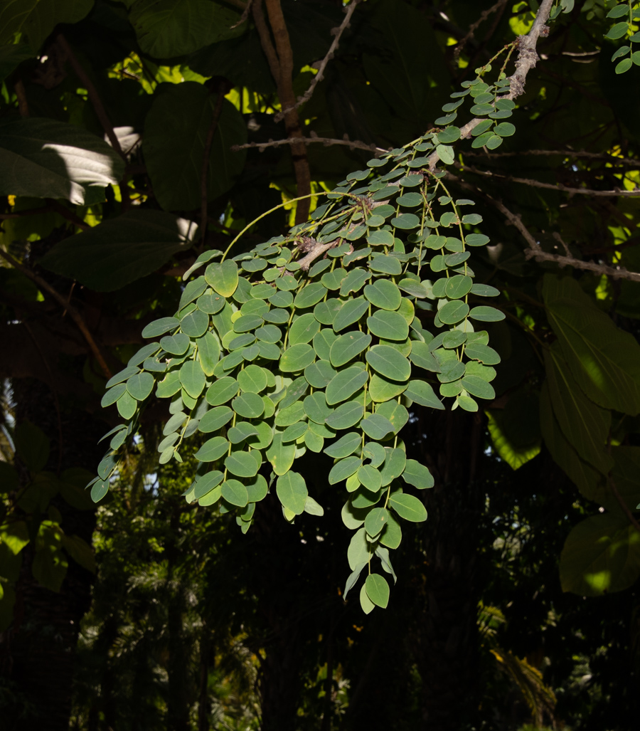 Изображение особи род Phyllanthus.