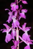 Orchis mascula