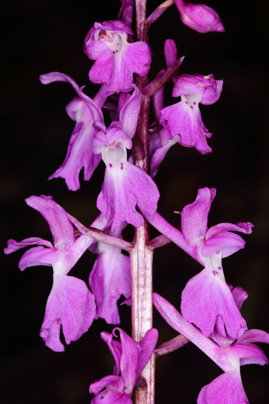 Image of Orchis mascula specimen.