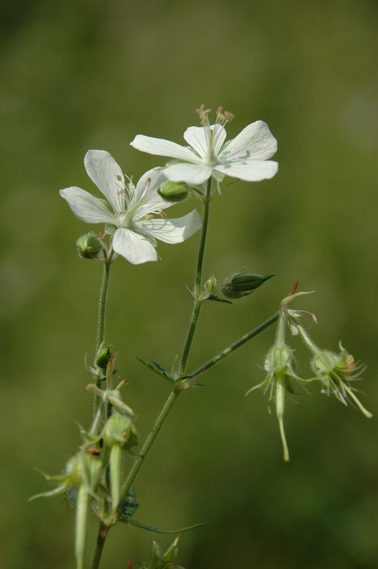 Image of Geranium affine specimen.