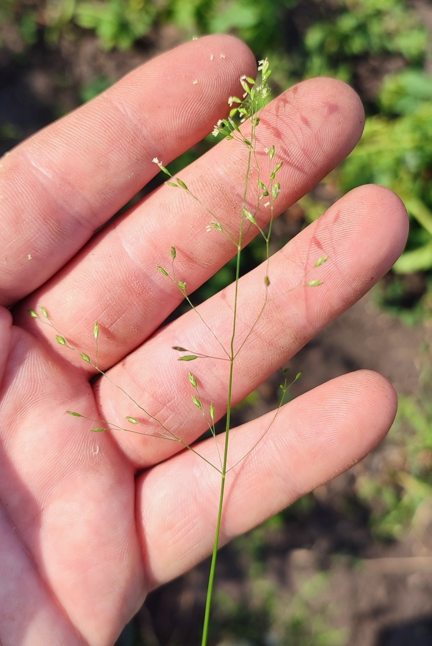 Image of genus Poa specimen.