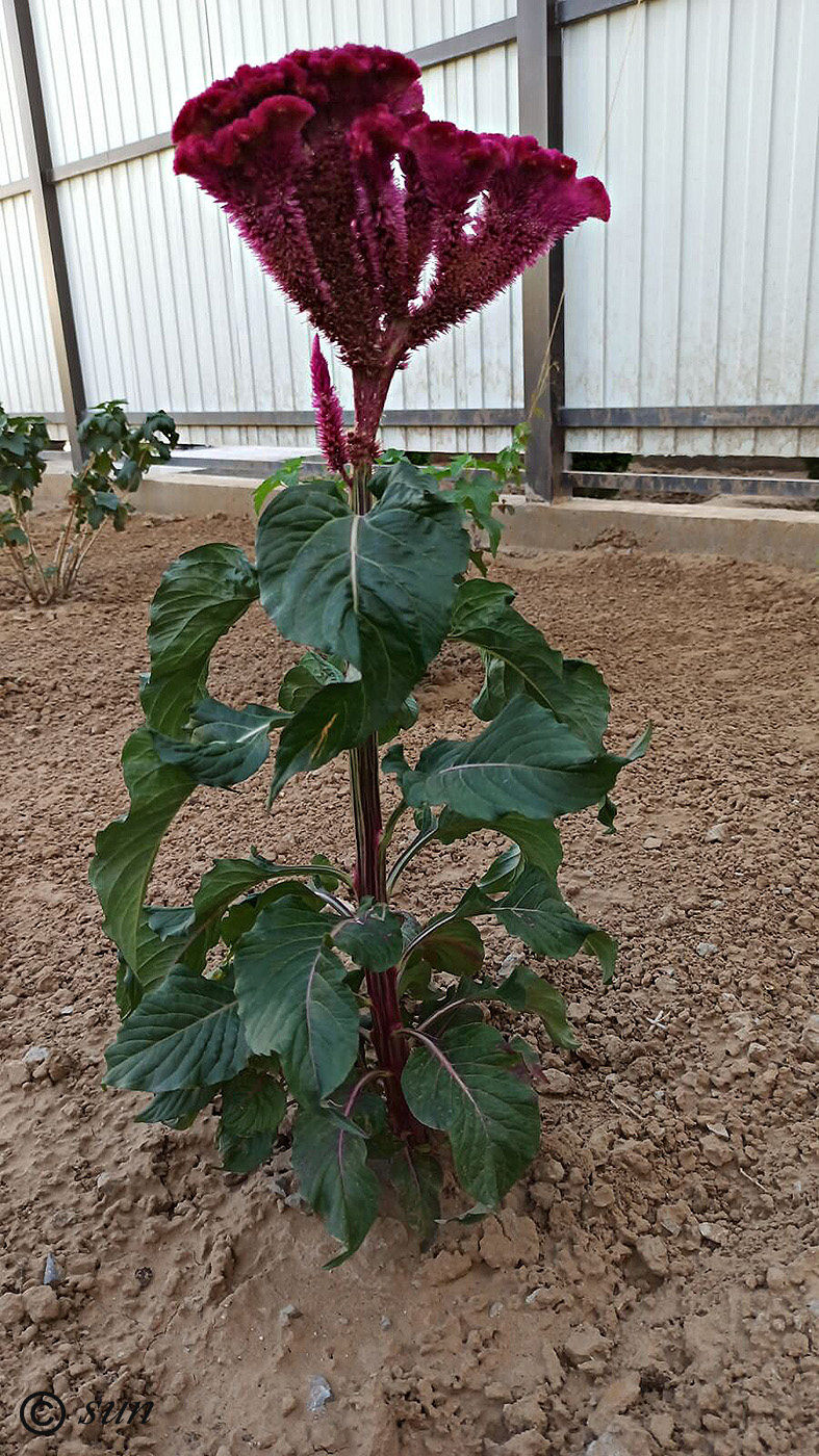 Image of Celosia cristata specimen.