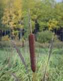 Typha latifolia. Соплодие и верхушки листьев. Пермский край, Оханский р-н, Тулумбаихинское сельское поселение, Кунчурихинский бор, обезвоженная старица. 25.09.2021.