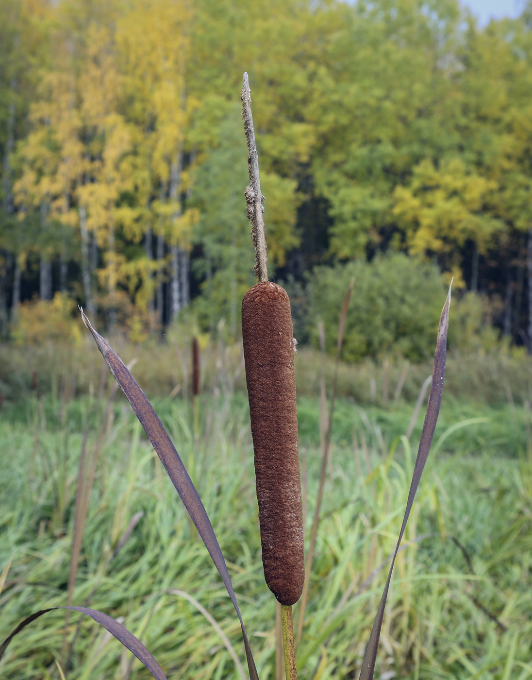 Image of Typha latifolia specimen.