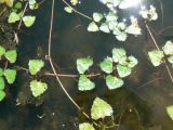 Trapella sinensis