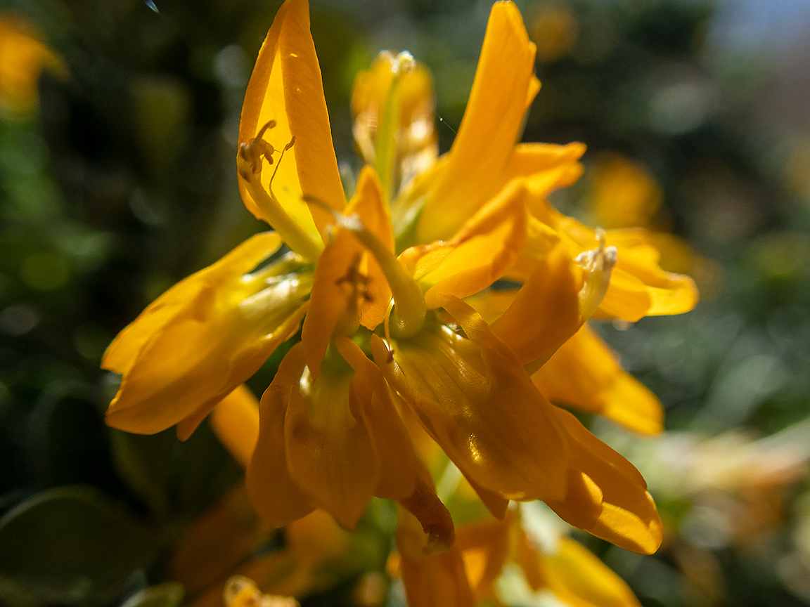 Image of Medicago arborea specimen.