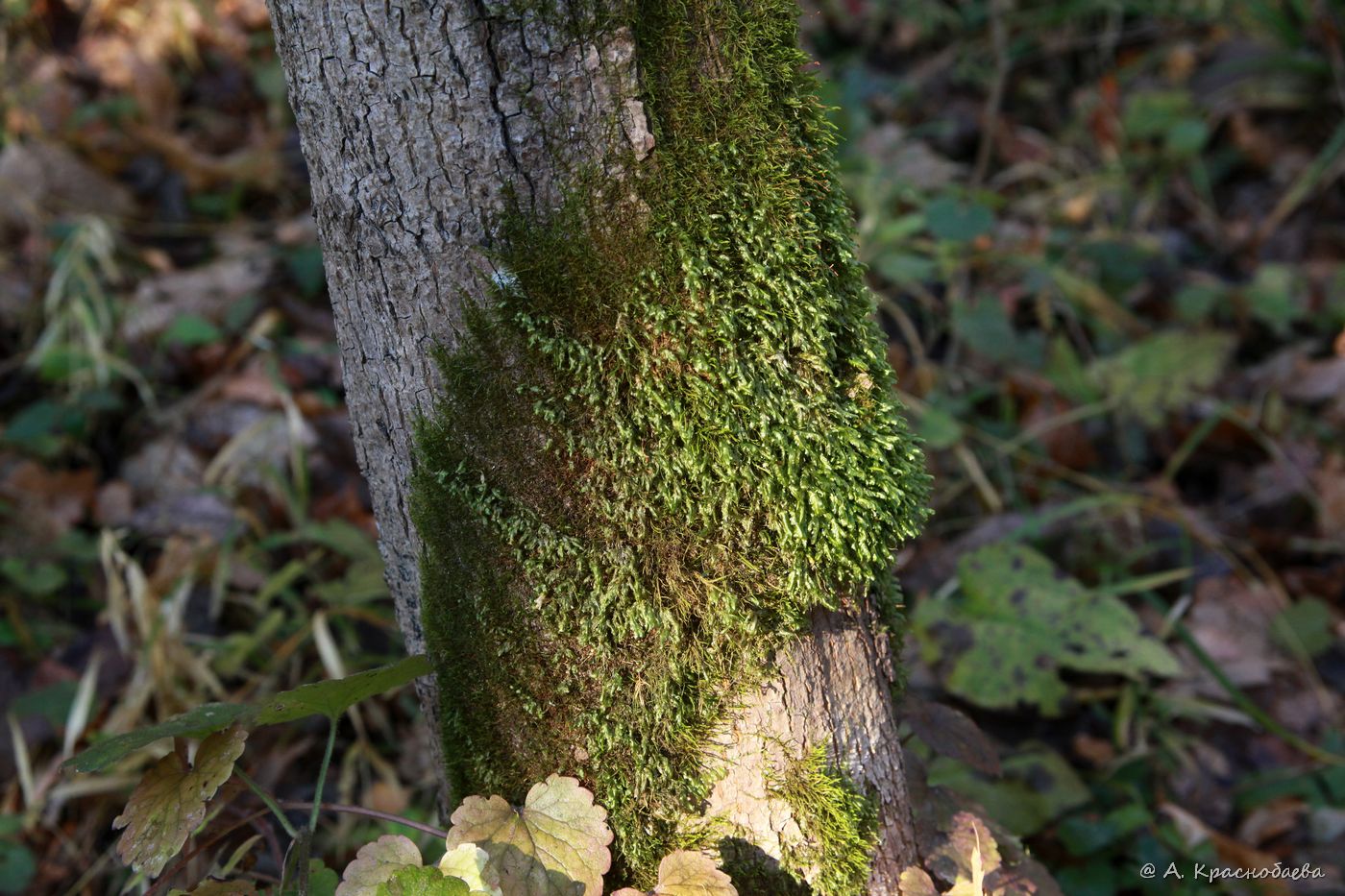 Image of Homalia trichomanoides specimen.