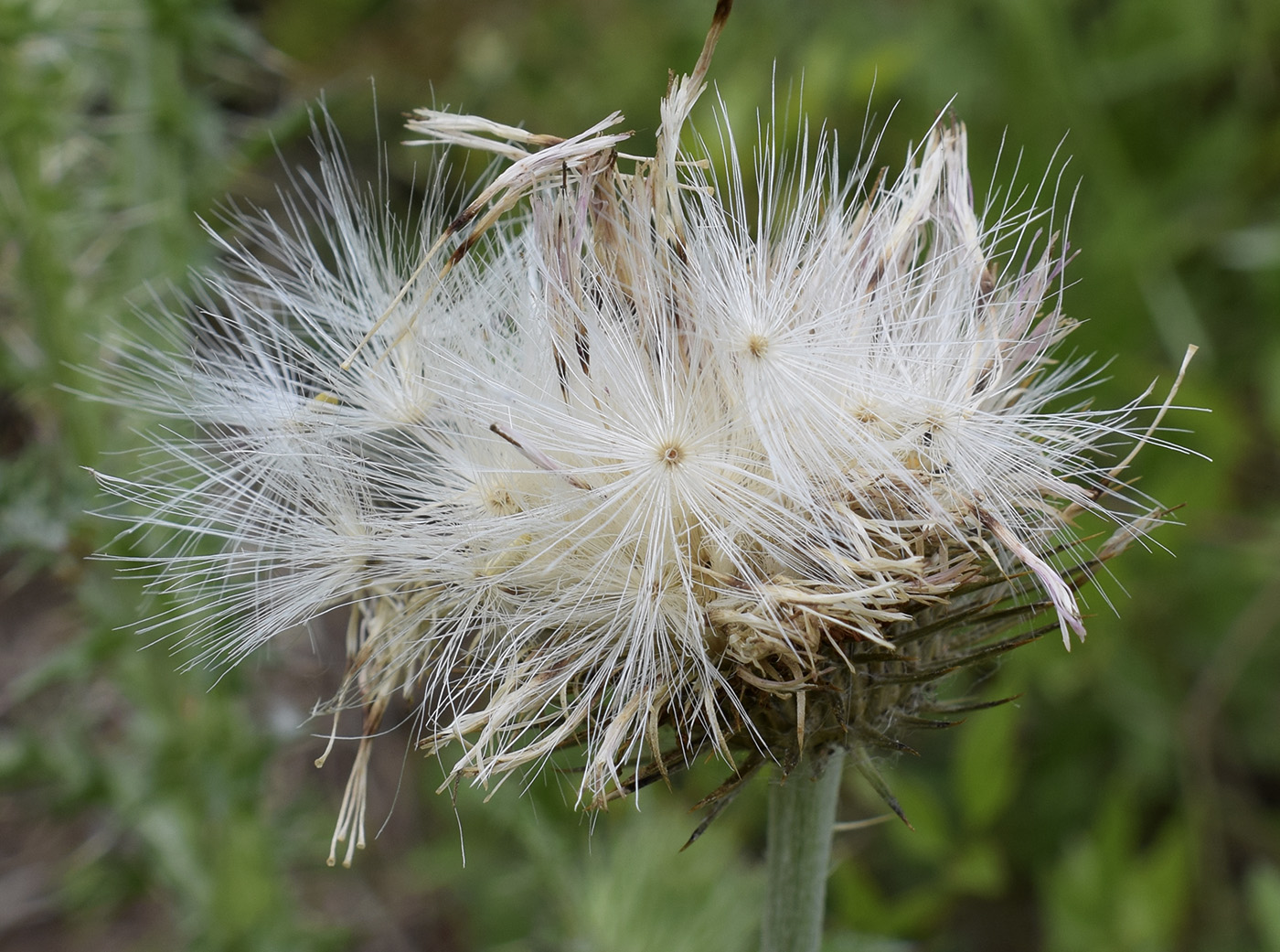 Image of genus Carduus specimen.