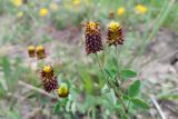 Trifolium spadiceum