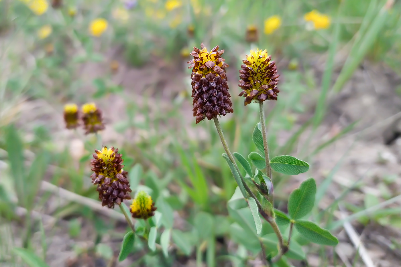 Image of Trifolium spadiceum specimen.