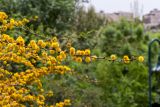 Vachellia farnesiana