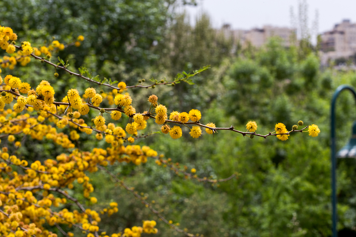 Image of Vachellia farnesiana specimen.