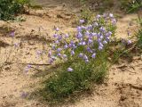 Campanula rotundifolia. Цветущее растение на песчаной грунтовой дороге. Ленинградская обл., Ломоносовский р-н, Кирхгофские высоты. 11.07.2010.