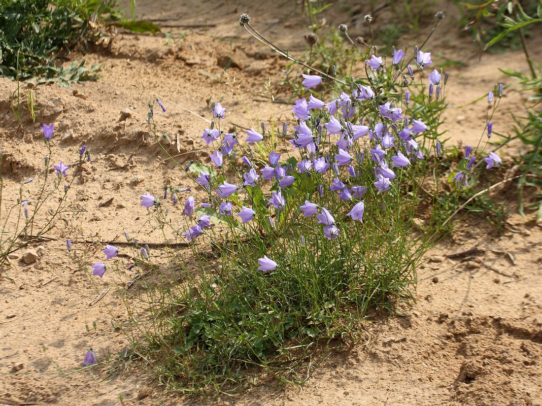 Изображение особи Campanula rotundifolia.