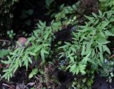 Cryptogramma stelleri