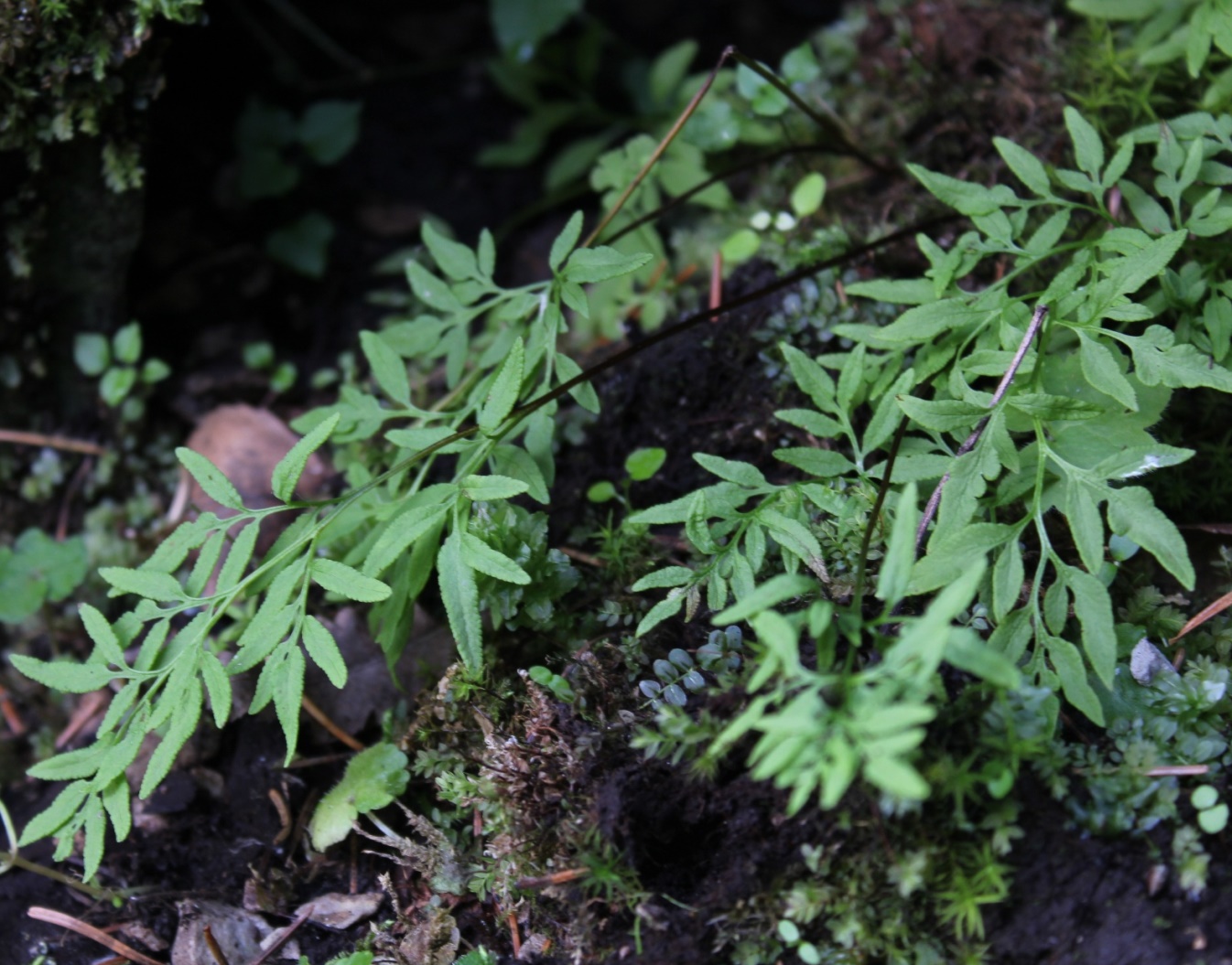 Image of Cryptogramma stelleri specimen.