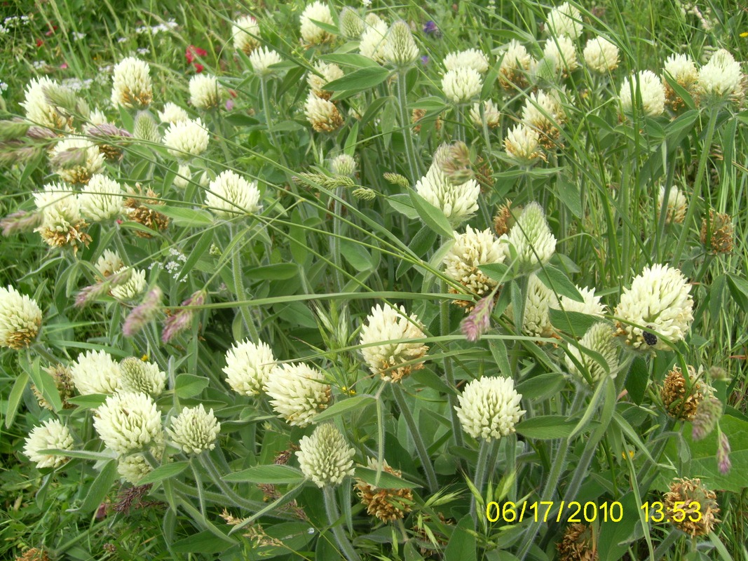 Image of Trifolium trichocephalum specimen.