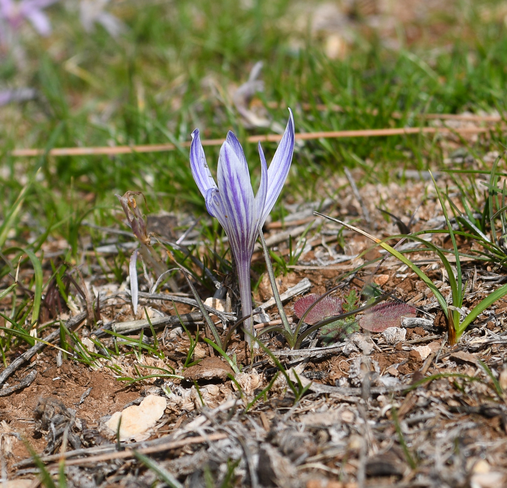 Изображение особи Crocus hermoneus.