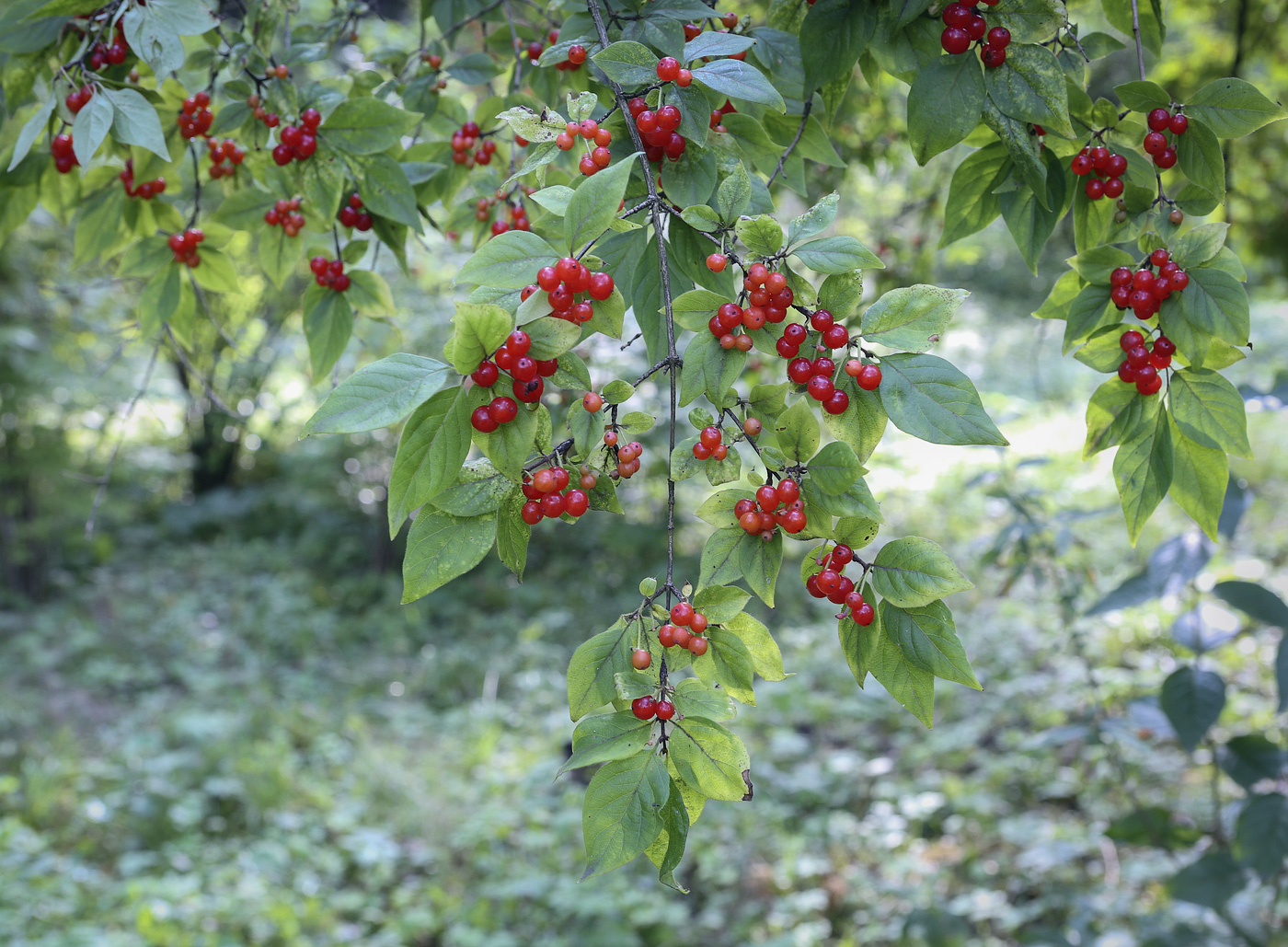 Image of genus Lonicera specimen.