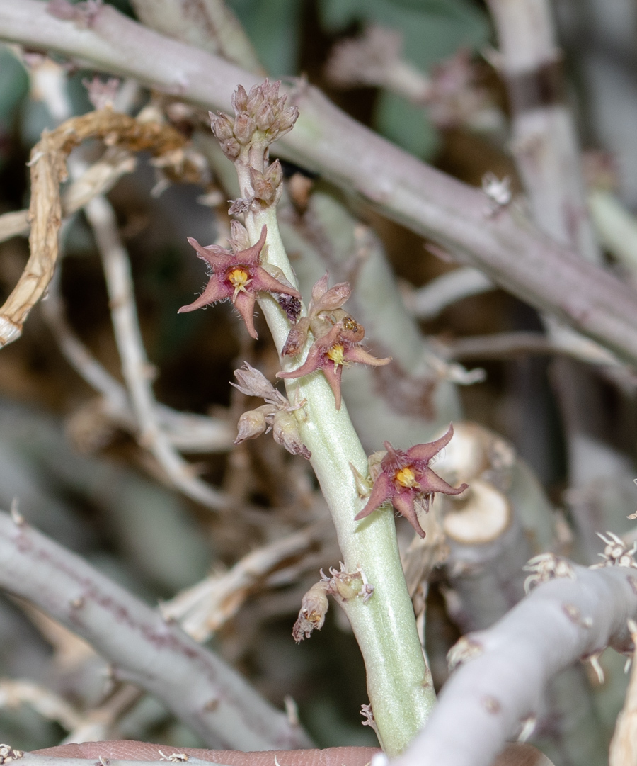 Image of Caralluma sinaica specimen.