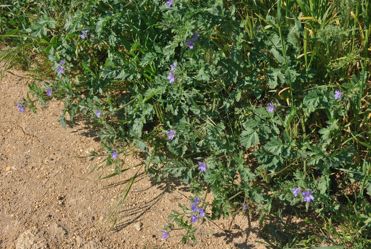 Изображение особи Erodium ciconium.