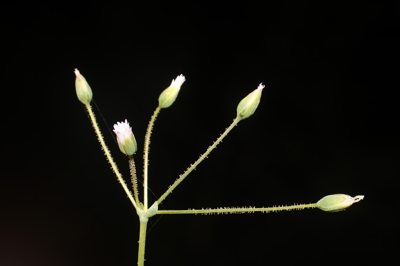 Изображение особи Holosteum umbellatum.