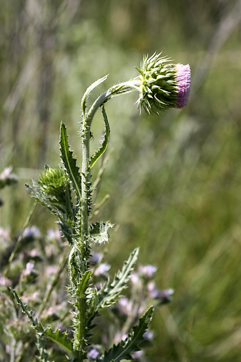 Image of Carduus coloratus specimen.