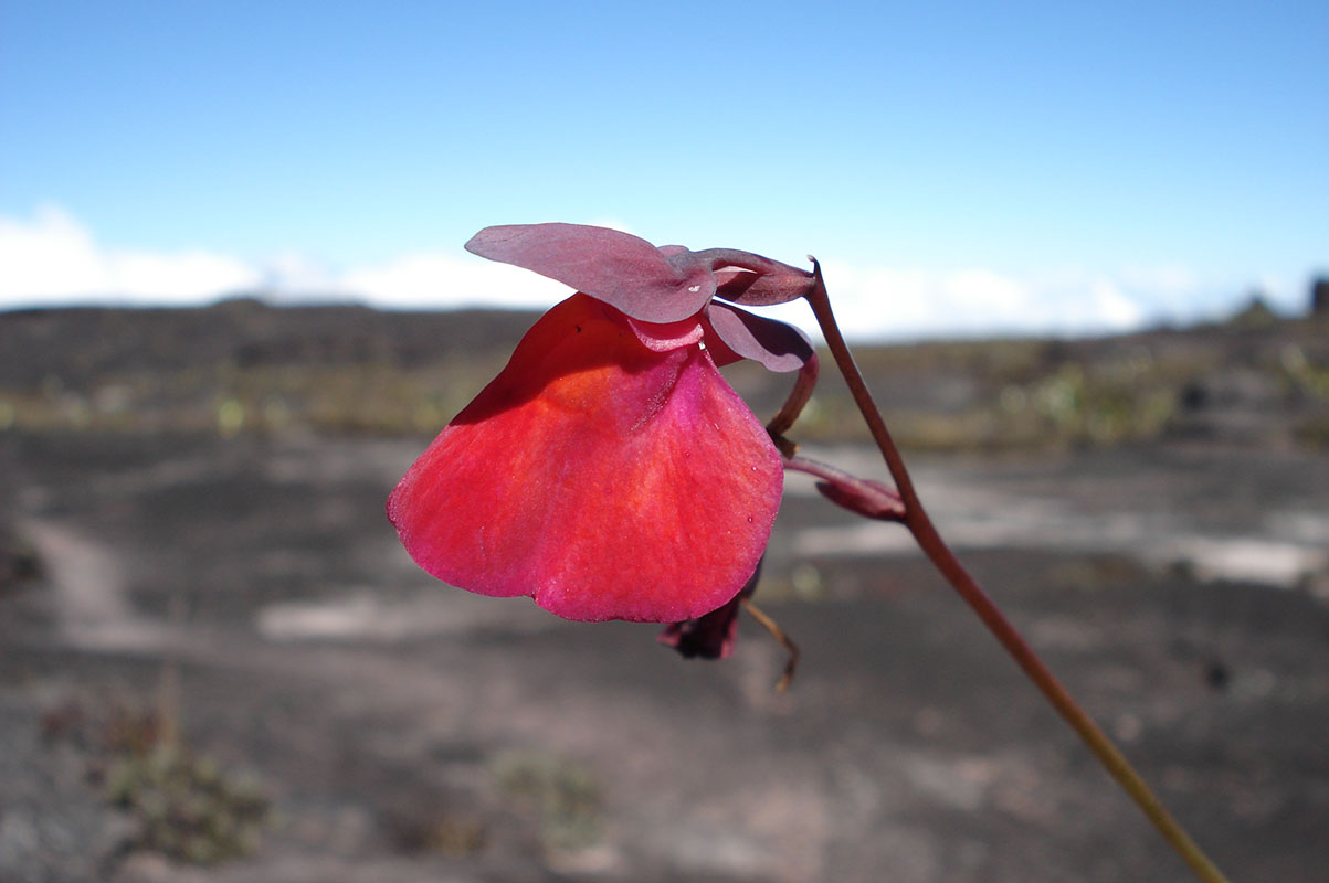 Image of Utricularia quelchii specimen.