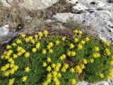 Saxifraga juniperifolia