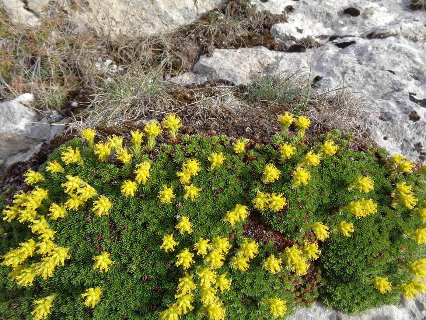 Изображение особи Saxifraga juniperifolia.