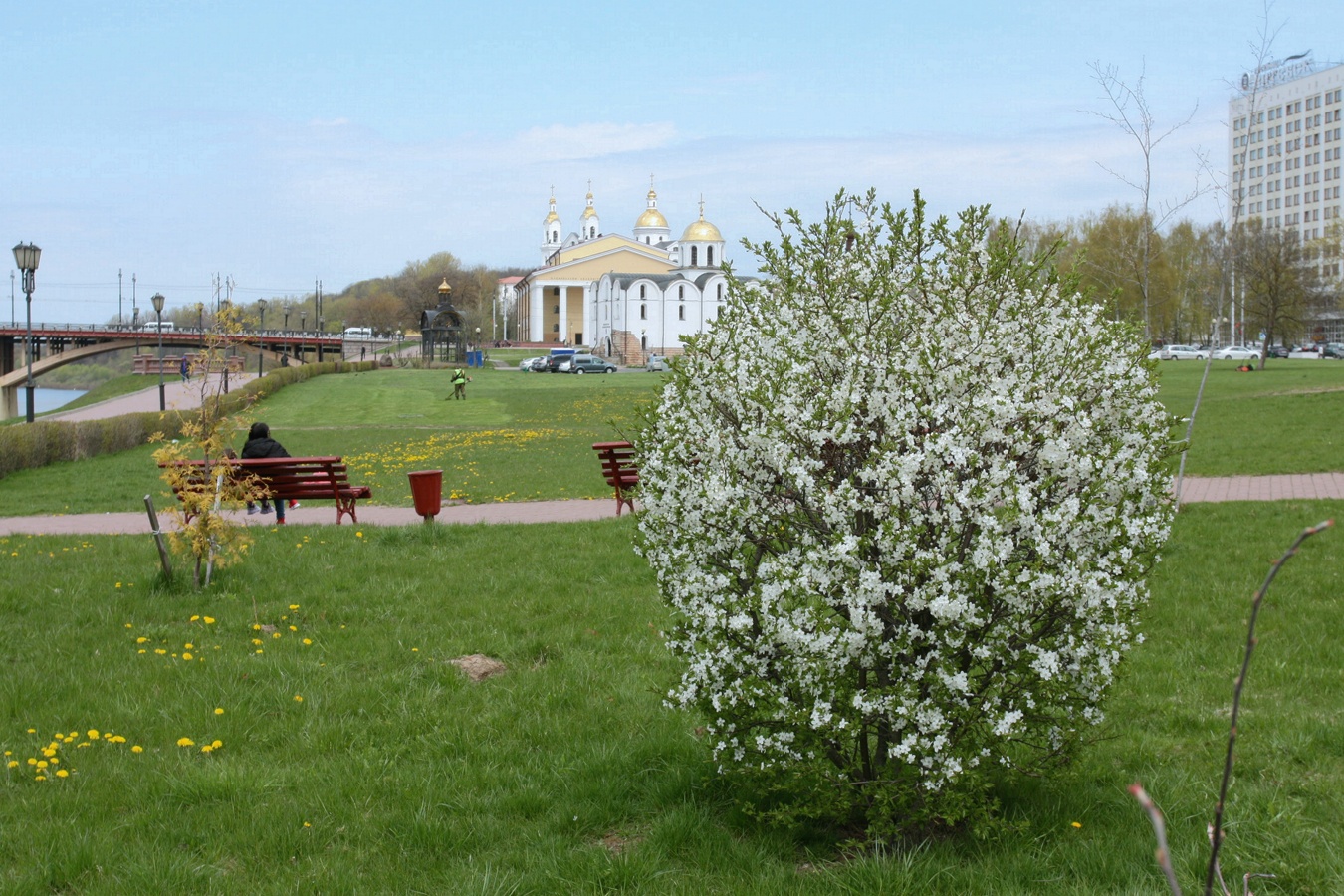 Изображение особи род Prunus.