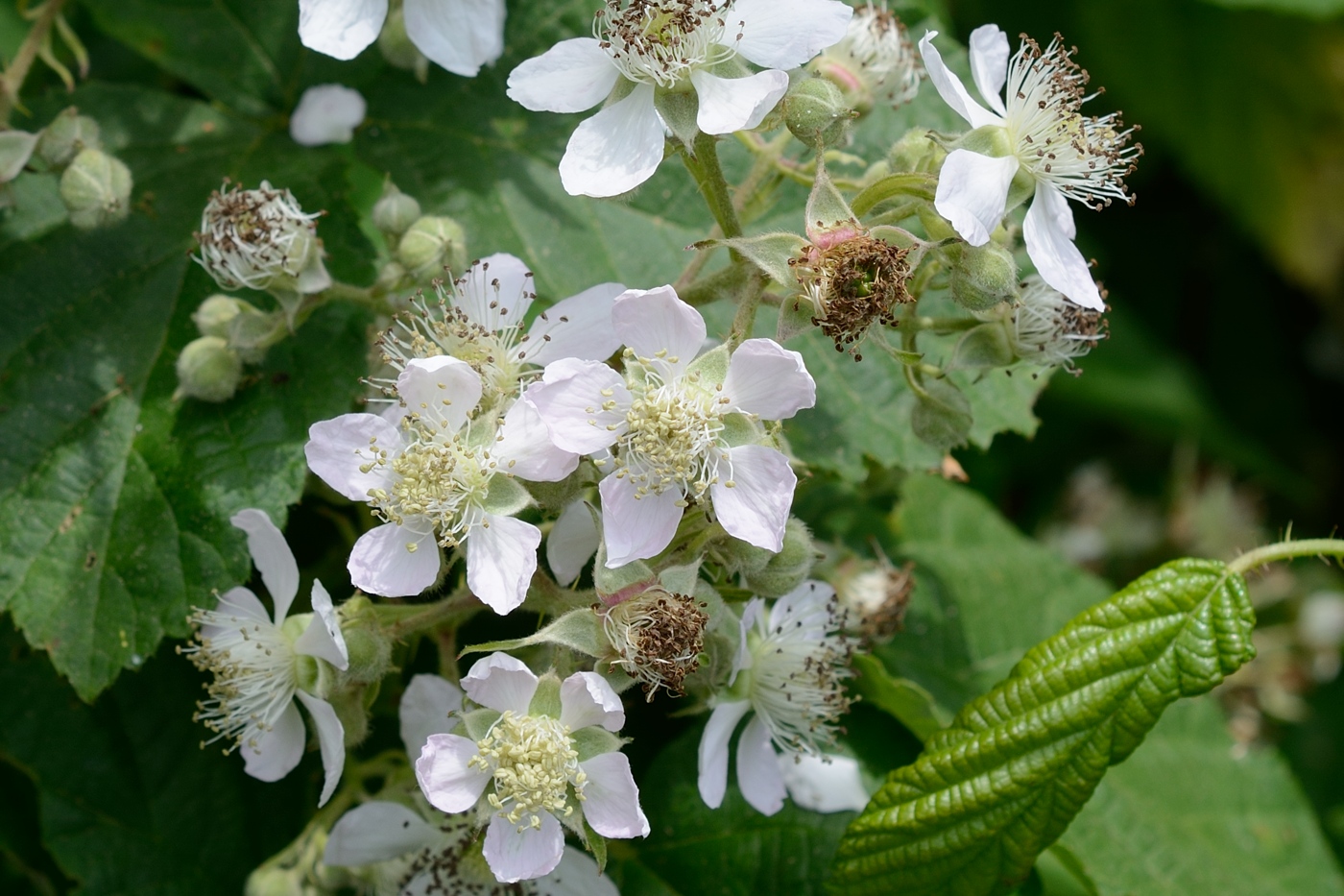 Изображение особи род Rubus.