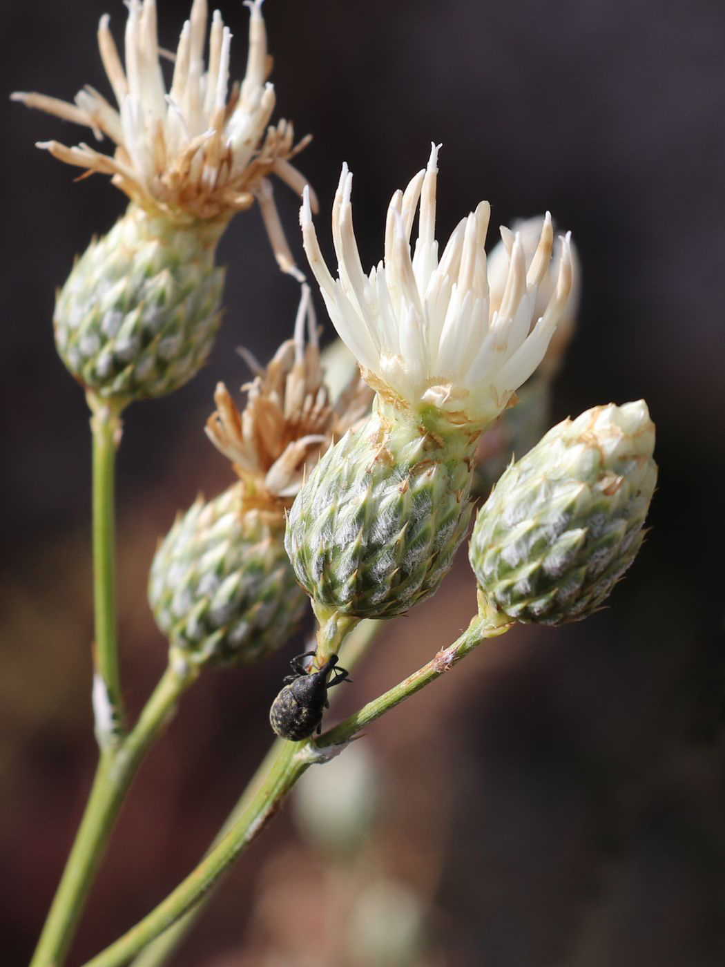 Изображение особи Cousinia dolichophylla.