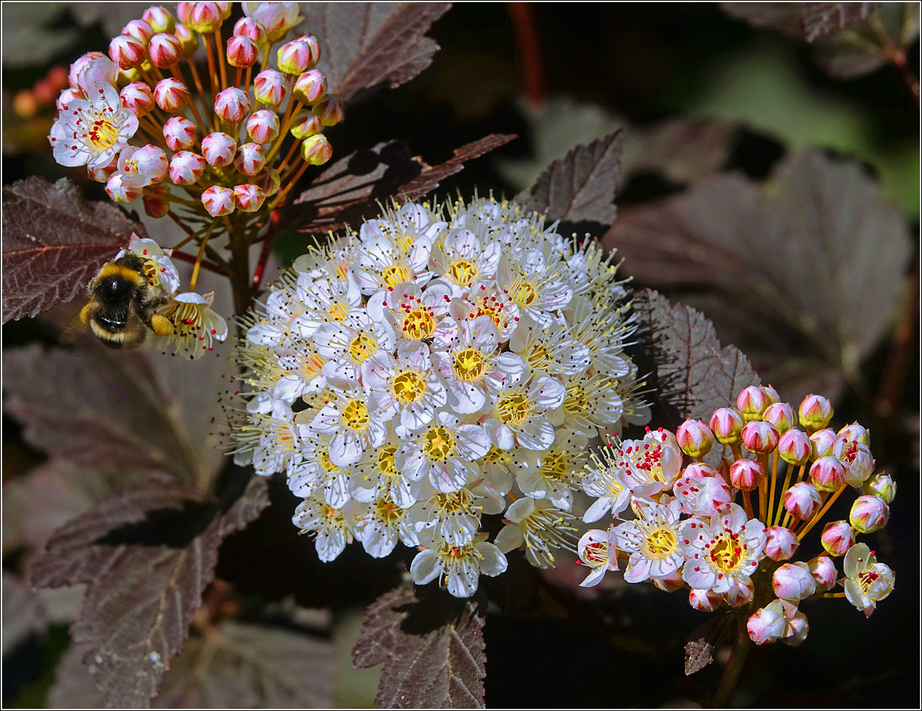 Image of Physocarpus opulifolius specimen.