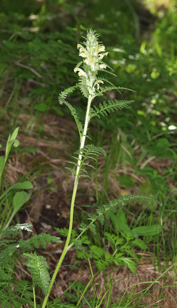 Изображение особи Pedicularis sibthorpii.