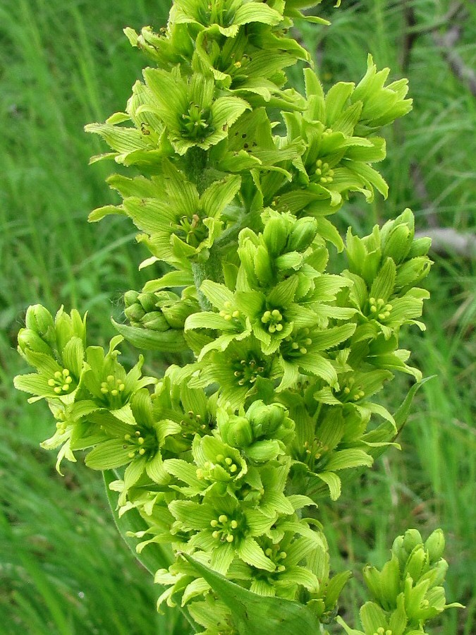 Изображение особи Veratrum lobelianum.