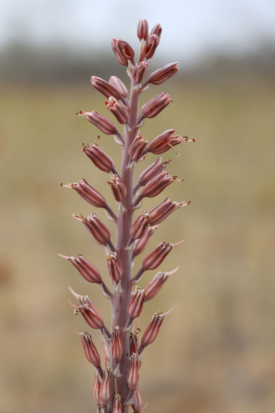 Изображение особи Eremurus inderiensis.