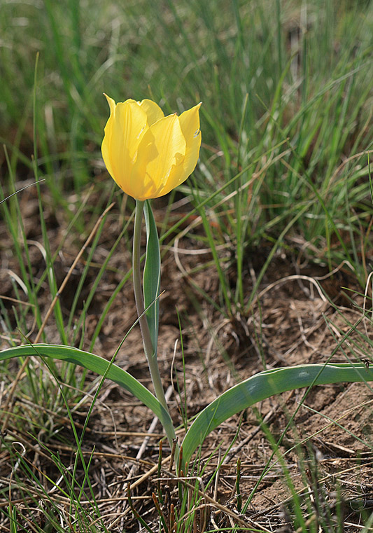 Image of Tulipa suaveolens specimen.