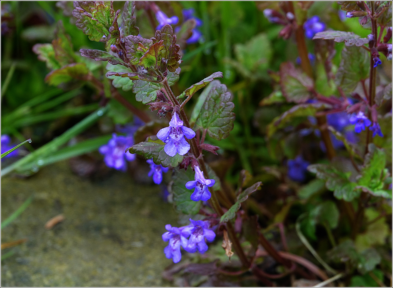 Изображение особи Glechoma hederacea.